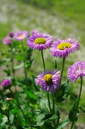 Picture of Erigeron - Flea Bane Pink Jewel